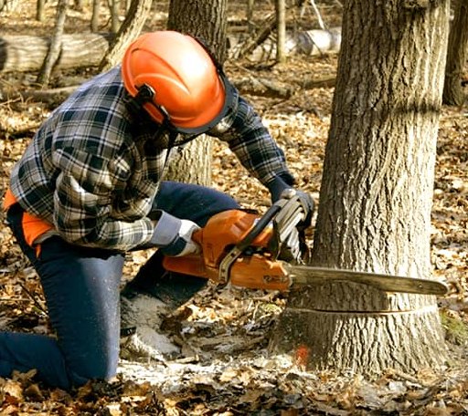 Tree Removal in Downs, IL